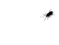 bug.gif